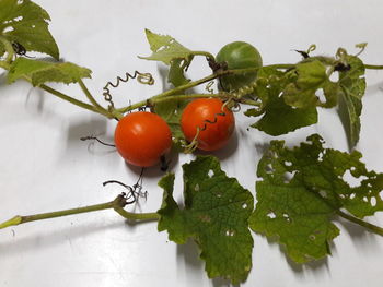 Close-up of tomatoes