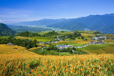 View of the beautiful daylilies in the liushishi mountain of hualien, taiwan.