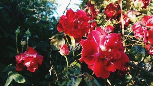 Close-up of red rose