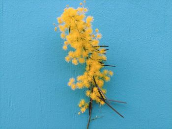Close-up of yellow plant against blue wall