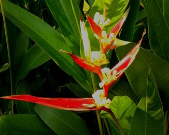 Close-up of red flowering plant