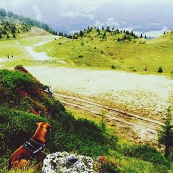 landscape