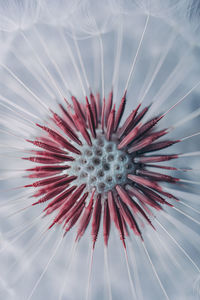 Low angle view of dandelion