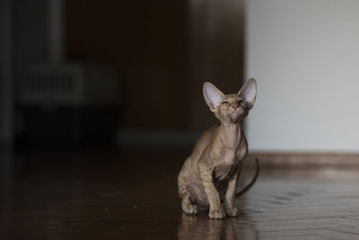 Sphynx hairless cat relaxing on floor at home