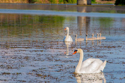 Swan swimming in lake