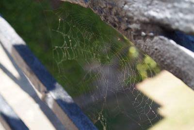 Close-up of spider web