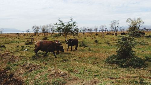 Horses in a field