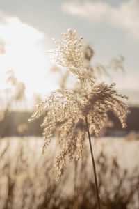 Winter landscape with pampass grass by the lake against cloudy sky. natural trendy background