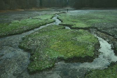 Close-up of grass in park during winter