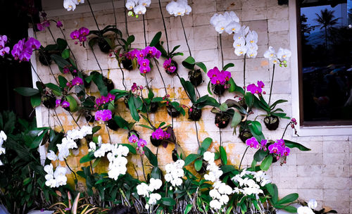 High angle view of purple flowering plants