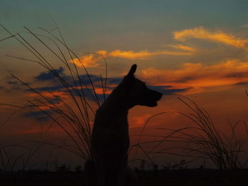 Silhouette of dig against sky at sunset