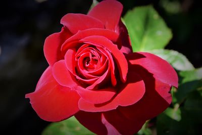 Close-up of red rose