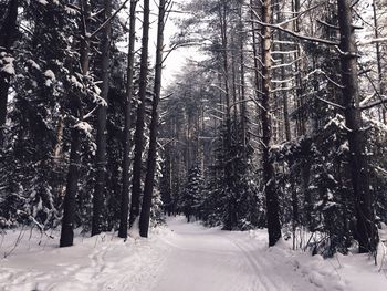 Snow covered trees in forest