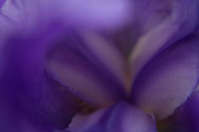 Close-up of purple flower