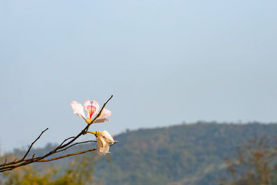 Close-up of cherry blossom against clear sky