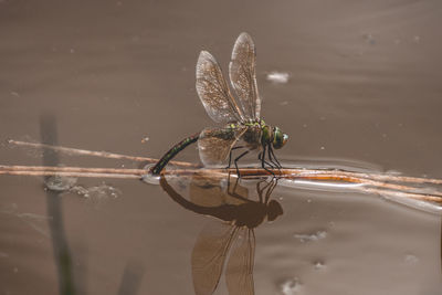 Close-up of dragonfly on leaf