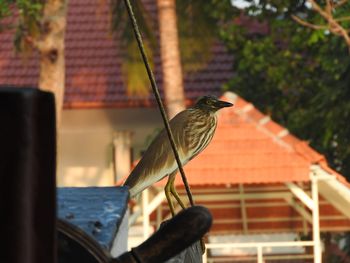 Close-up of bird perching outdoors