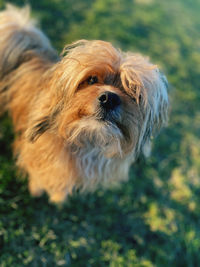 Close-up portrait of a dog