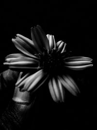 Close-up of flower over black background