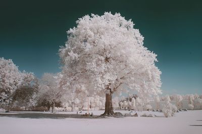 Infrared image of trees at park against sky on sunny day