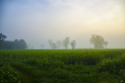 Scenic view of field against sky during foggy weather