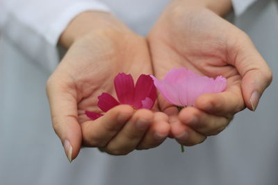 Midsection of person holding pink flowers