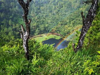 Scenic view of trees by lake in forest