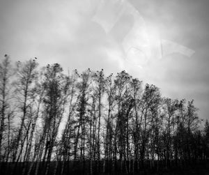 Low angle view of silhouette trees against sky in forest