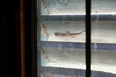 Close-up of window