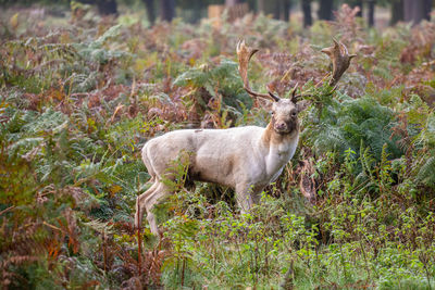 Portrait of deer standing on field