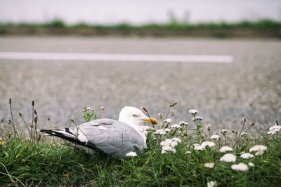 Close-up of bird on grass