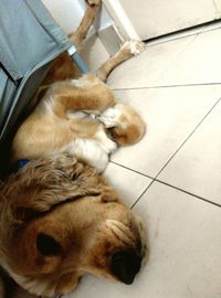 Cat sleeping on the ground