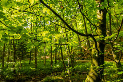 Trees in forest