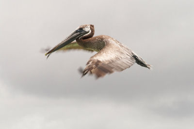 Low angle view of bird flying in sky