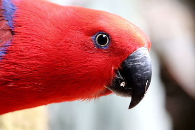 Close-up of a bird