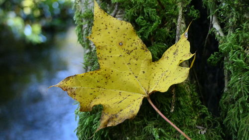 Close-up of yellow maple leaf on tree