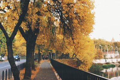 Footpath amidst trees in park during autumn