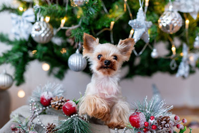 Yorkshire terrier in a wooden box under christmas tree. cute dog in holiday atmosphere