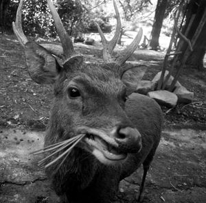 Portrait of deer in a forest