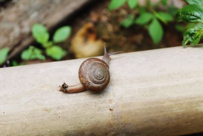 Close-up of snail