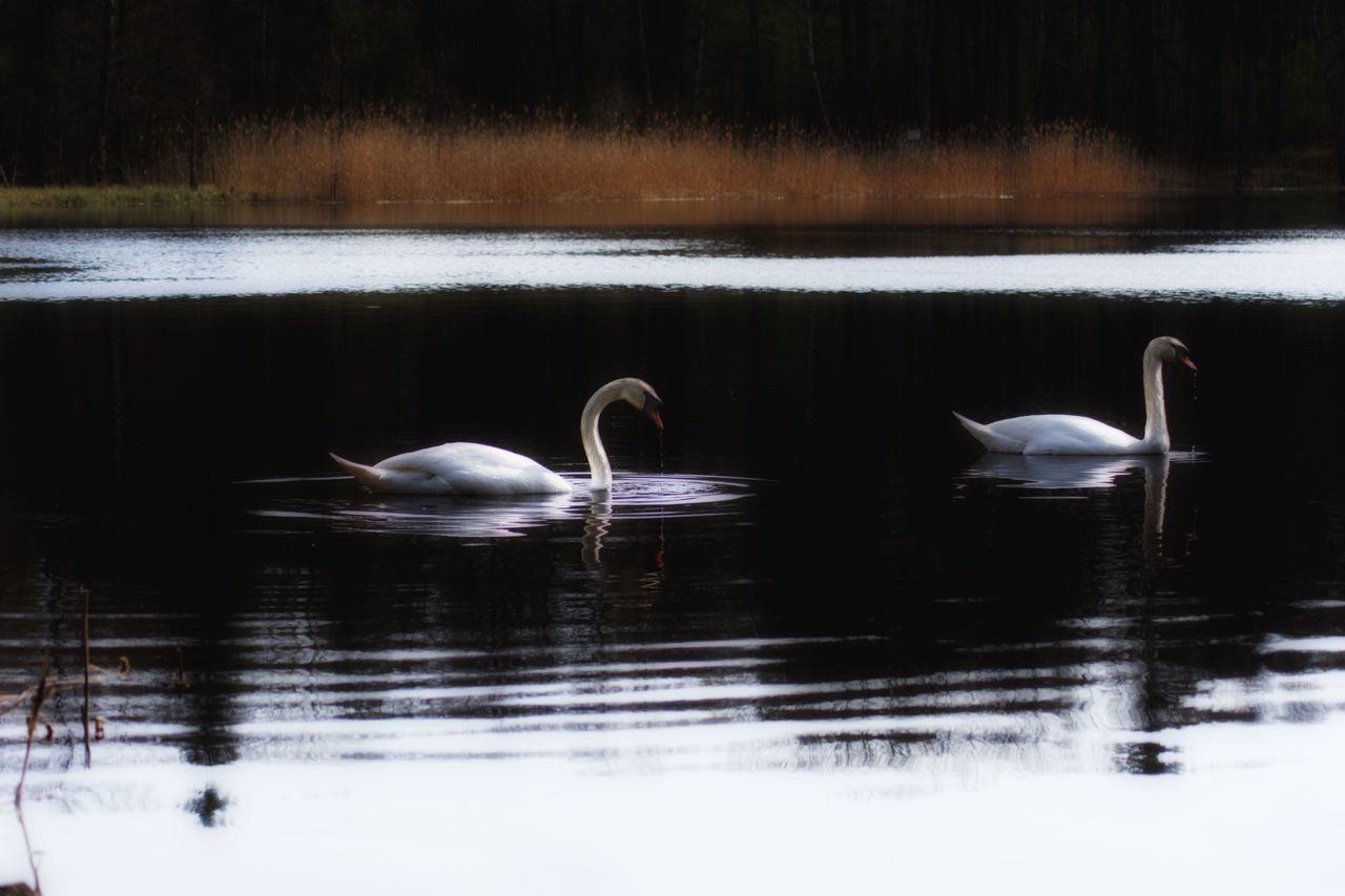 SWANS SWIMMING IN A LAKE