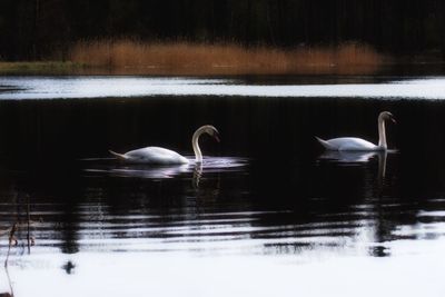 Swans swimming in lake