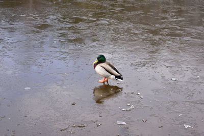 Mallard duck swimming on lake