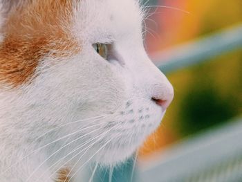 Close-up portrait of horse