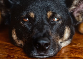 Close-up portrait of black dog