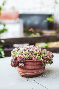 Close-up of potted plant on table