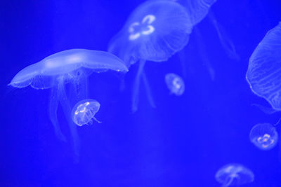 Close-up of jellyfish in sea