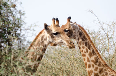 Close-up portrait of giraffe against sky