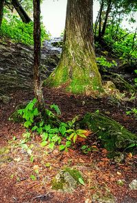 Moss growing on tree trunk