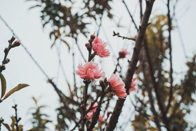 Low angle view of pink cherry blossom